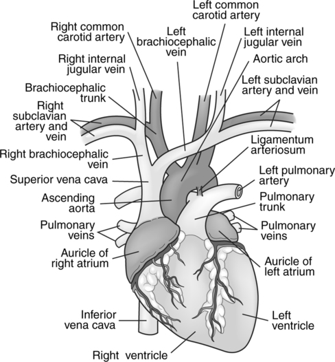 Cardiac and Thoracic Procedures | Radiology Key