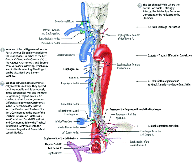 Pdf Anatomy Of Lymphatic Drainage Of The Esophagus An - vrogue.co