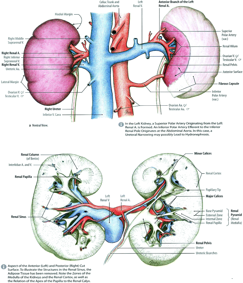 Gross Structure Of Kidney And Ureter - vrogue.co