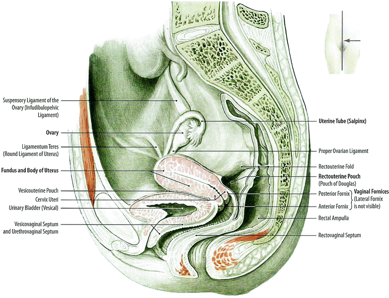 posterior cervical fornix