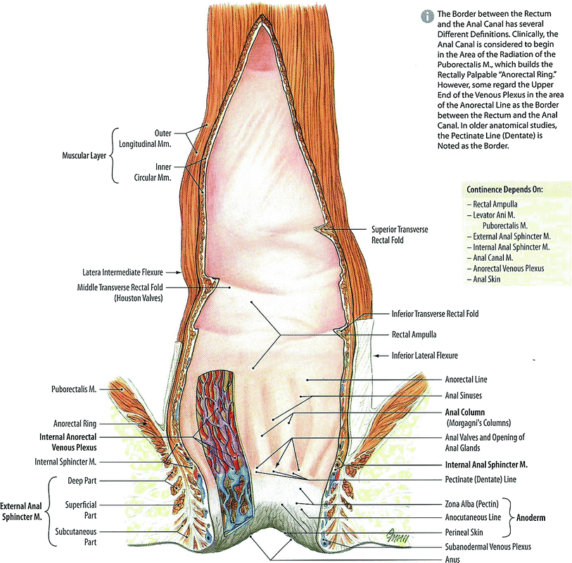 Rectum and Anus - Digestive Disorders - MSD Manual Consumer Version