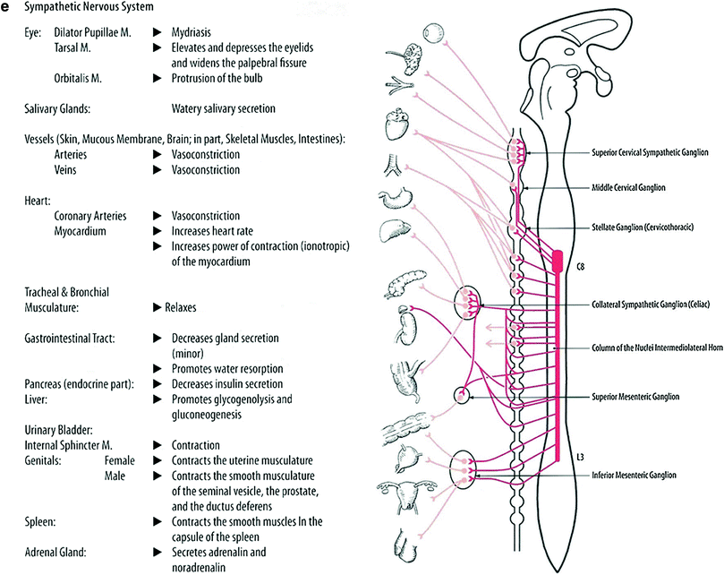 Cord And Peripheral Nervous System Radiology Key