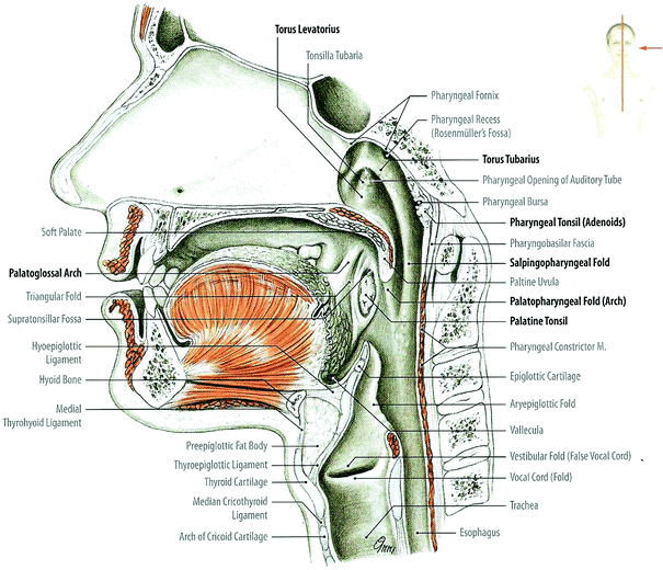 pharynx and esophagus diagram