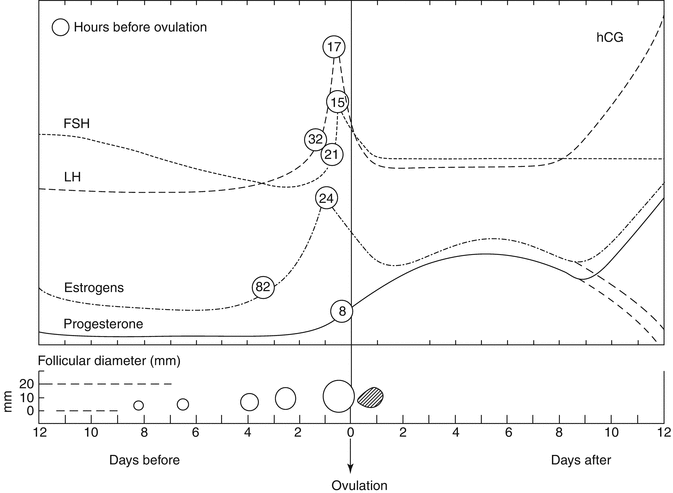 Follicular Study Chart