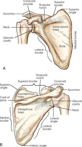Pectoral Girdle Bones and Parts: Scapula, Clavicle, Acromion and Glenoid  Cavity