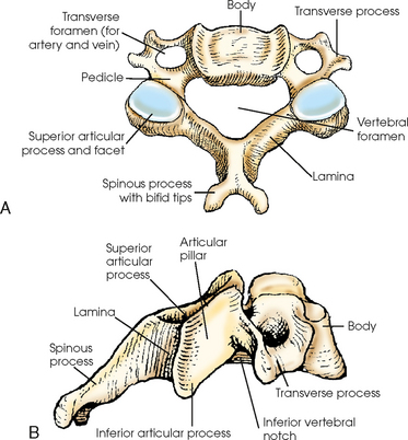 Articular Processes Solved 2 Label Each Type And The Following Articular Processes Solved 2 Label Each Type And The Following
