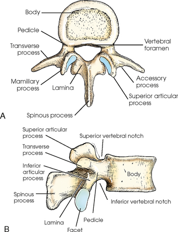 lumbar vertebrae accessory process
