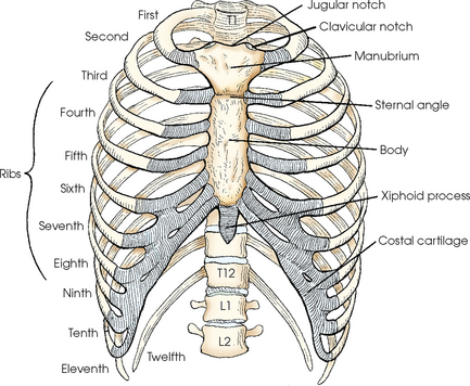 Medicine Keys for Internal Medicine - The transverse thoracic plane lies at  the level of the sternal angle/Angle of Louis (at the level of the 2nd  intercostal space) and intervertebral disc between