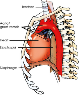 lateral view chest anatomy esophagus
