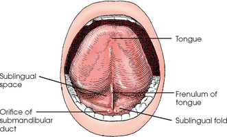 Floor Of Mouth Anatomy | Review Home Co