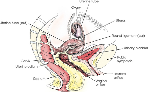 ostium uterus