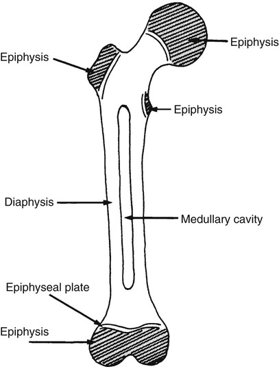 Skeletal System | Radiology Key