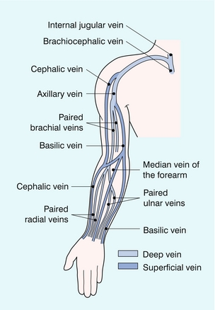 The Peripheral Veins | Radiology Key