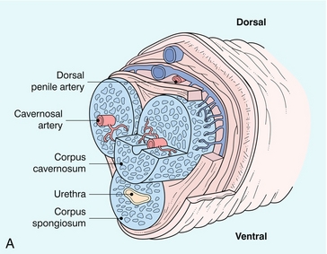 of Deep penis vein