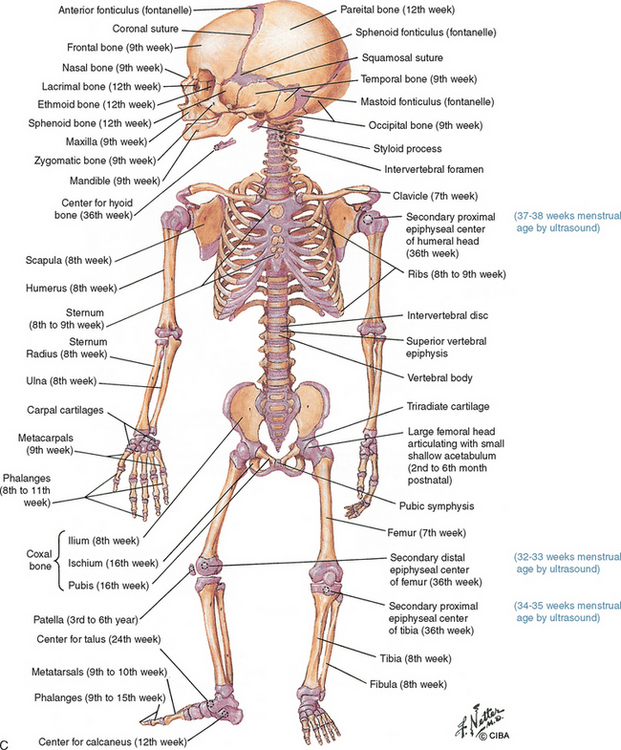 THE FETAL MUSCULOSKELETAL SYSTEM | Radiology Key