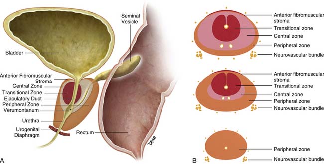 Prostata anatomie apex basis