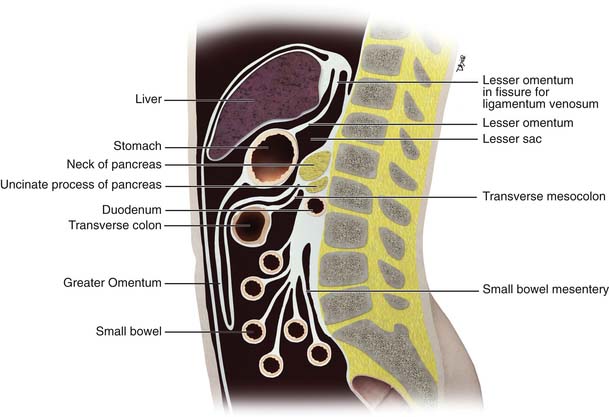 The Peritoneal Cavity - Greater Sac - Lesser Sac - TeachMeAnatomy