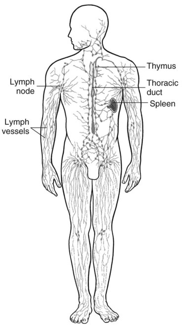 Introduction to Anatomy, Positioning, and Pathology | Radiology Key