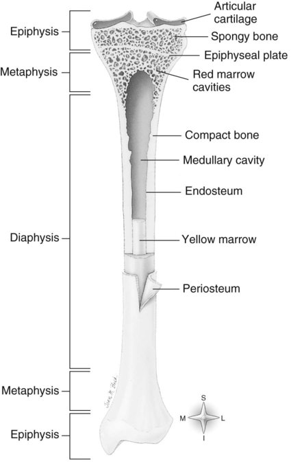 Introduction to Anatomy, Positioning, and Pathology | Radiology Key