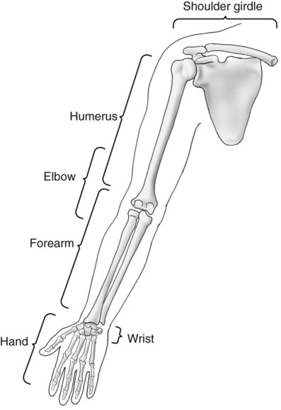 Upper Limb and Shoulder Girdle | Radiology Key