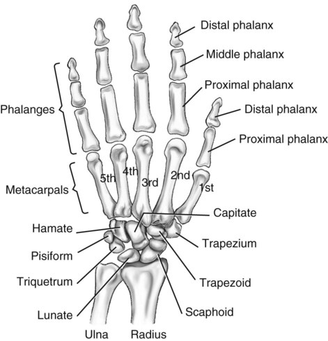 Upper Limb And Shoulder Girdle Radiology Key