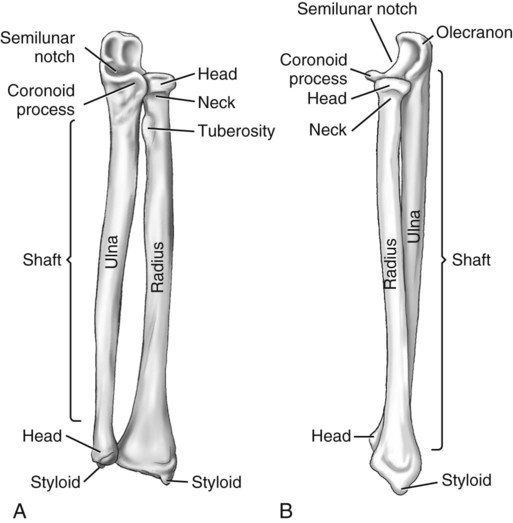 Upper Limb and Shoulder Girdle | Radiology Key