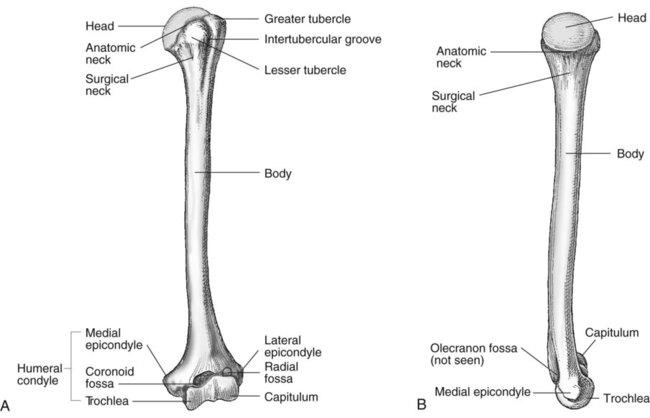 Upper Limb and Shoulder Girdle | Radiology Key