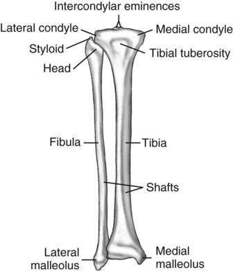 Lower Limb and Pelvis | Radiology Key