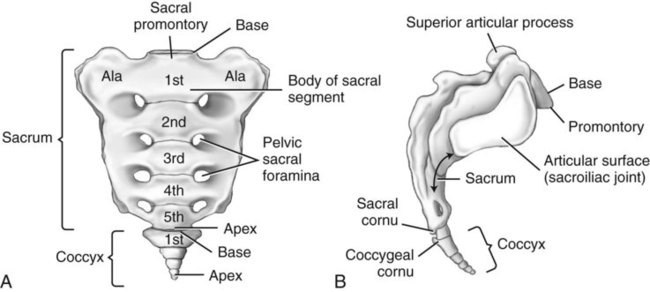 Spine | Radiology Key