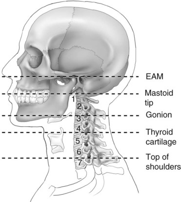 Spine | Radiology Key