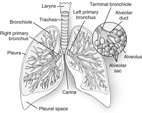 Bony Thorax, Chest, and Abdomen | Radiology Key