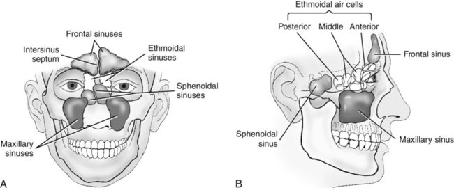 Skull, Facial Bones, and Paranasal Sinuses | Radiology Key