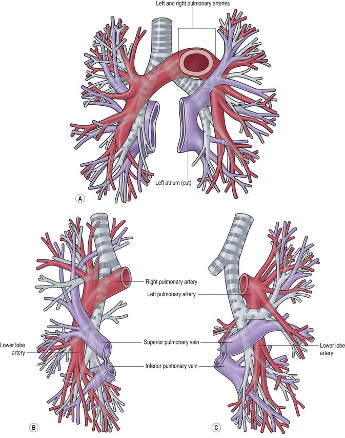 Ветви в легких. Ветви легочной артерии анатомия. Правая легочная артерия анатомия. Ветви правой легочной артерии. Сегментарные ветви легочной артерии.