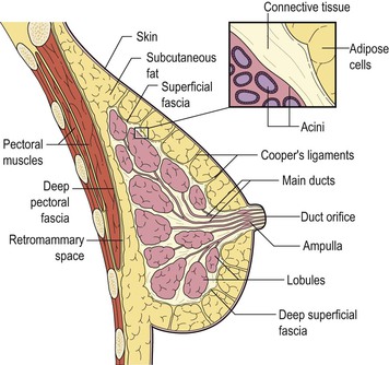 Breast  Applied Anatomy