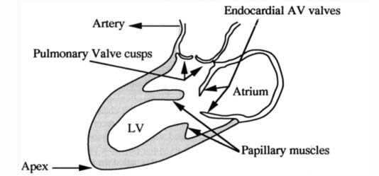 in the Assessment of the Left-Ventricular Function ...