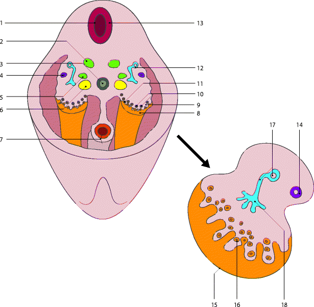 A209535_1_En_1_Fig9_HTML.gif