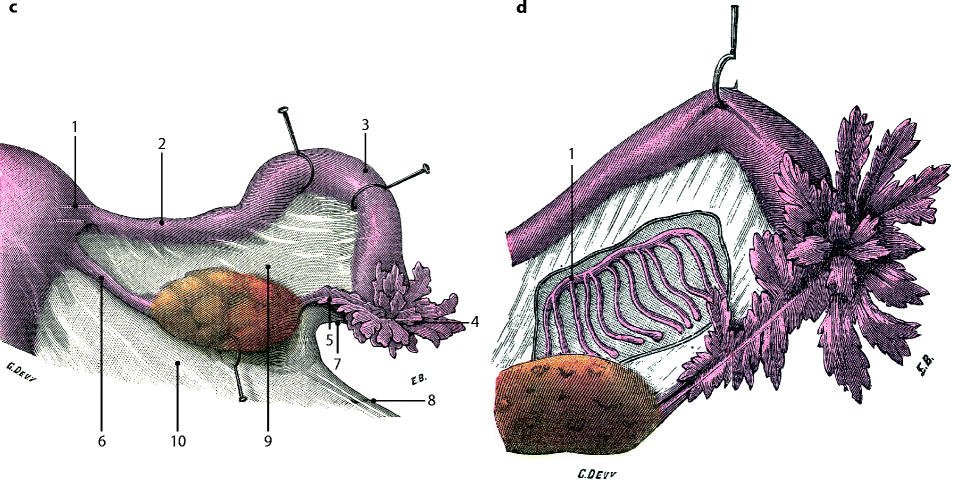 A209535_1_En_20_Fig1b_HTML.gif