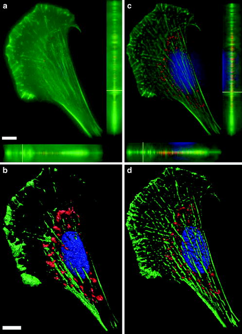 Epi Fluorescence Microscopy Radiology Key