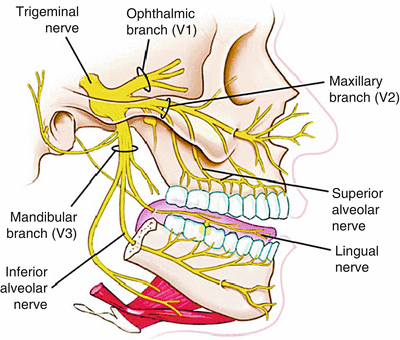 Maxillary Nerve Distribution