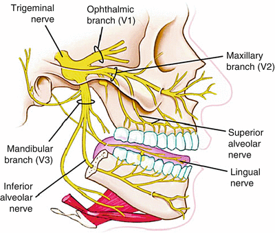 Trigeminal Nerve Diagram Trigeminal Nerve Diagram