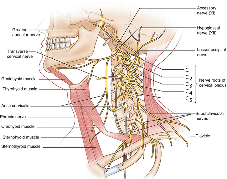 Защемило правую сторону шеи что делать. Иннервация шейного отдела позвоночника с мышцами. Защемление нерва в шее анатомия. Шейные позвонки иннервация. Защемление шейного отдела позвоночника.