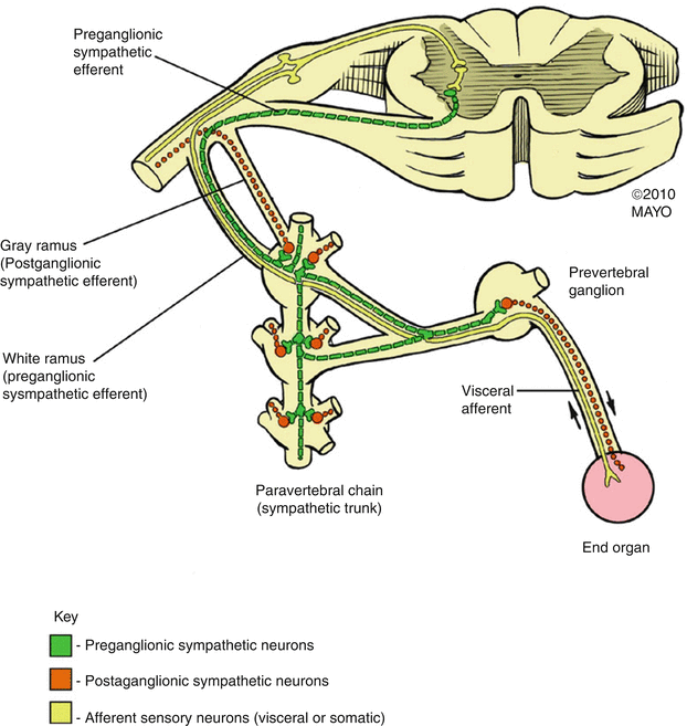 Paravertebral Ganglionlar