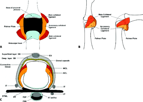 Mcp Anatomy