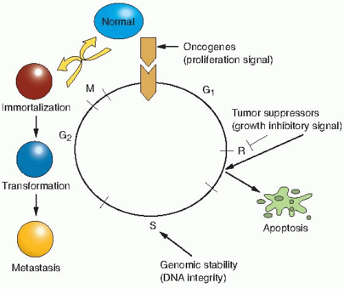 tumor suppressor genes and proto oncogenes