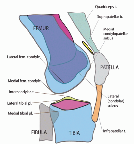 Condylar Fossa Knee Condylar Fossa Knee