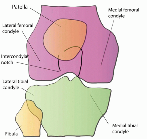 Knee Radiology Key Knee Radiology Key
