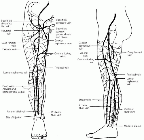 Vascular Anatomy | Radiology Key