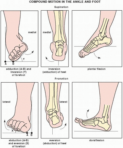 Lower Limb III: Ankle and Foot