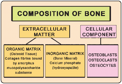 Structure And Formation Of Bone Structure And Formation Of Bone