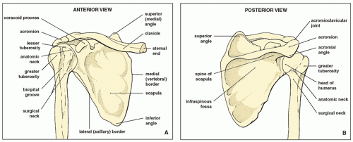 Diagram Of Shoulder Bones : Anatomy of the Shoulder | Lecturio Online